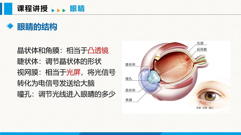 人教版（2024）八年级物理上册课件 5.4 眼睛和眼镜05
