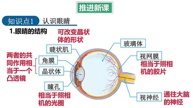 4.6 跨学科实践：眼睛 课件 -2024-2025学年八年级物理教科版（2024）上册04