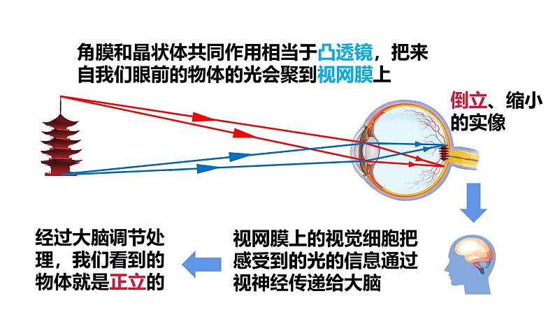 4.6 跨学科实践：眼睛 课件 -2024-2025学年八年级物理教科版（2024）上册06