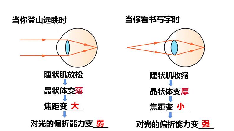 4.6 跨学科实践：眼睛 课件 -2024-2025学年八年级物理教科版（2024）上册08