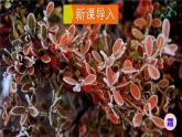 5.4 升华和凝华 课件 -2024-2025学年八年级物理教科版（2024）上册