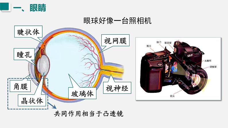 （人教版2024）八年级物理上册同步第4节  眼睛和眼镜 课件（含视频）第4页