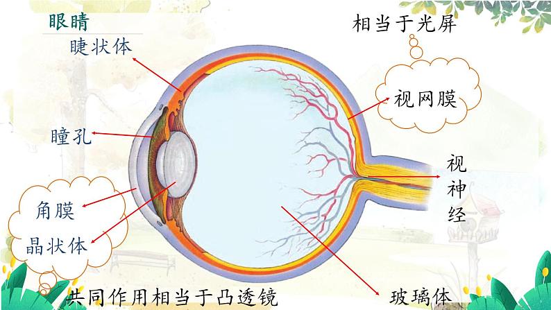 沪粤版（2024）八年级物理上册 第3章 3.7  眼睛与光学仪器 PPT课件06