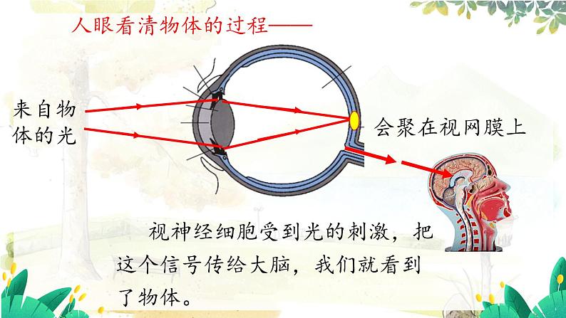 沪粤版（2024）八年级物理上册 第3章 3.7  眼睛与光学仪器 PPT课件07