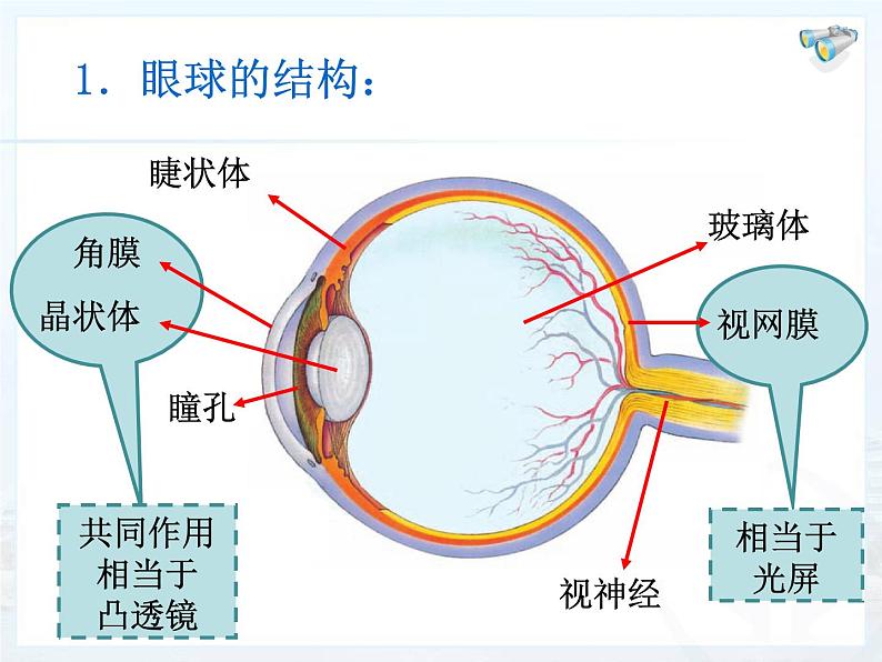 5.4眼睛和眼镜课件2024-2025学年人教版物理八年级上册03