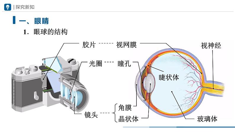 人教版八年级物理上册精品课堂5.4 眼睛和眼镜（教学课件）第4页