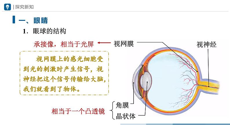 人教版八年级物理上册精品课堂5.4 眼睛和眼镜（教学课件）第5页