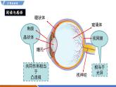 【新教材】滬粵版物理八年級上冊3.7眼睛和光學儀器（同步課件）