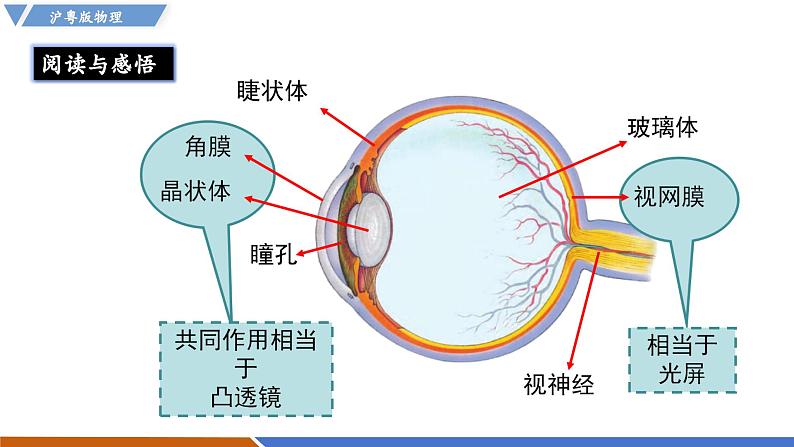 3.7 眼睛和光学仪器（同步课件）第4页