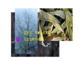 新人教版2024~2025学年八年级上册物理3.4《升华和凝华》PPT课件