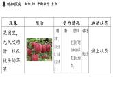 7.3 二力平衡 課件 ---2024-2025學年物理滬科版八年級全一冊