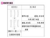 初中物理新人教版八年级上册第五章 透镜及其应用复习训练作业课件2024秋季