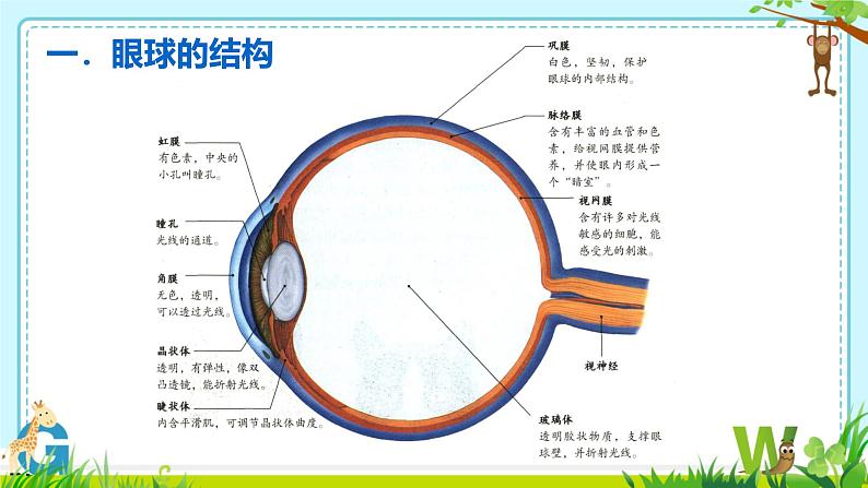 5.4眼睛和眼镜课件-2024—2025学年人教版物理八年级上册第6页