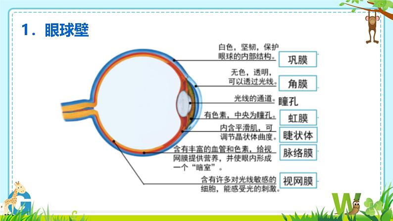 5.4眼睛和眼镜课件-2024—2025学年人教版物理八年级上册第7页