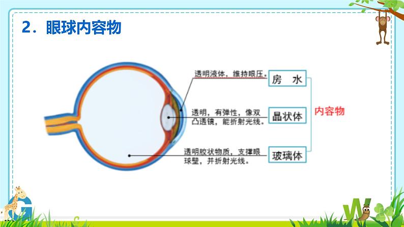 5.4眼睛和眼镜课件-2024—2025学年人教版物理八年级上册第8页