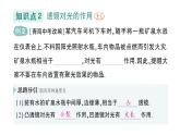 初中物理新沪科版八年级全册第四章第一节 凸透镜与凹透镜作业课件2024秋