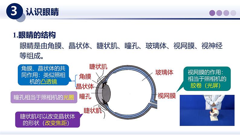 【教科版】八上物理  4.6跨学科实践：眼睛（课件）第4页