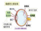 初中物理新滬科版八年級全冊第四章第三節(jié)第一課時 眼睛與視力矯正教學(xué)課件2024秋