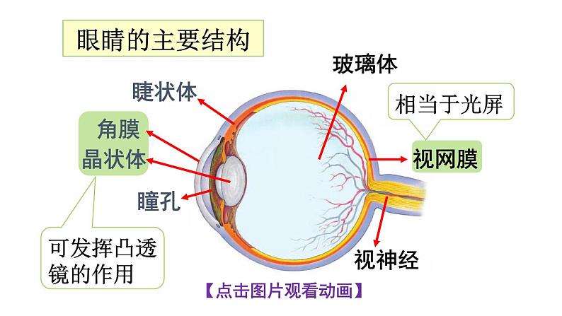 初中物理新沪科版八年级全册第四章第三节第一课时 眼睛与视力矫正教学课件2024秋第5页