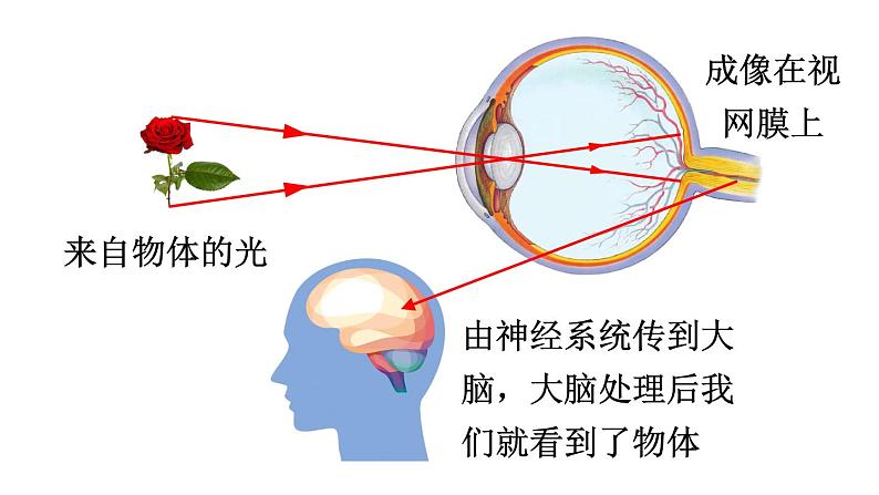 初中物理新沪科版八年级全册第四章第三节第一课时 眼睛与视力矫正教学课件2024秋第6页