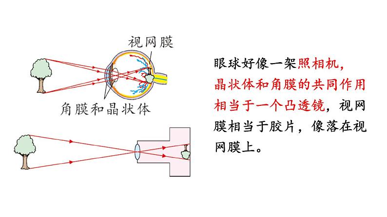 初中物理新沪科版八年级全册第四章第三节第一课时 眼睛与视力矫正教学课件2024秋第7页