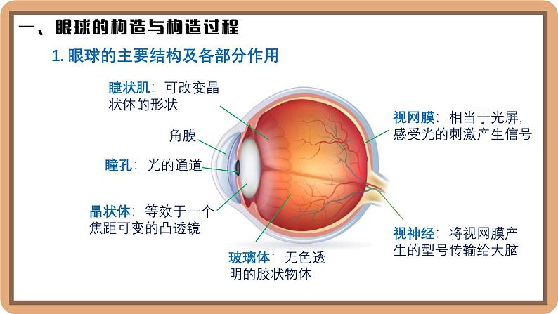 5.4 爱眼宣传公益行-初中物理八年级上册 同步教学课件（北师大版2024）第4页