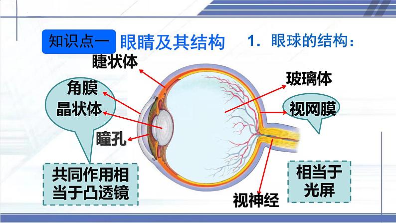 5.4 爱眼宣传公益行 -2024-2025学年八年级物理上册同步课件（北师大版2024）第4页