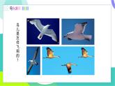 瀘科版2024物理八年級(jí)下冊(cè) 第8章 第四節(jié) 流體壓強(qiáng)與流速的關(guān)系 PPT課件+教案+練習(xí)