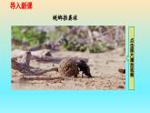 第6章 第4節(jié)   二力平衡課件---2024-2025學(xué)年魯科版八年級(jí)下冊(cè)物理