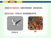滬科版八年級物理第六章熟悉而陌生的力第三節(jié)來自地球的力課件