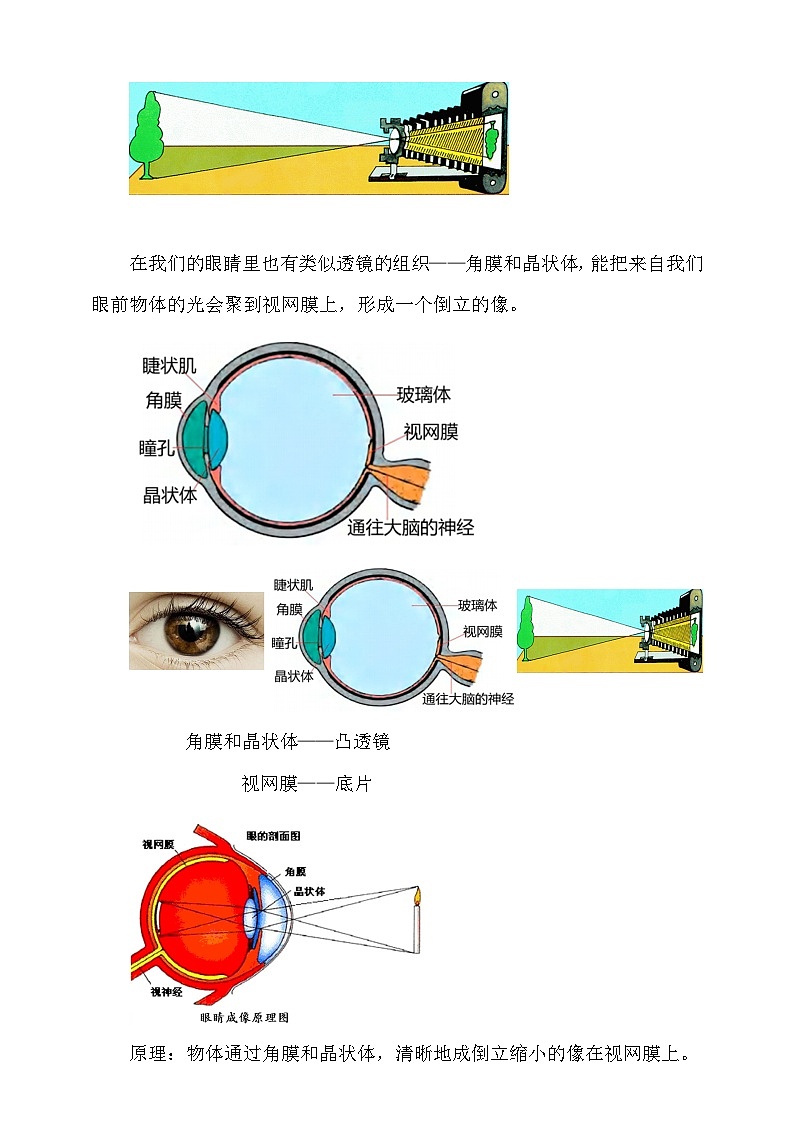 4.6 跨学科实践： 眼睛 教案第3页