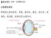 第四章 第六節(jié) 跨學科實踐_眼睛-八年級上學期物理同步課件（教科版2024）
