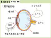 5.4眼睛和眼鏡-八年級上學(xué)期物理同步課件（人教版2024）