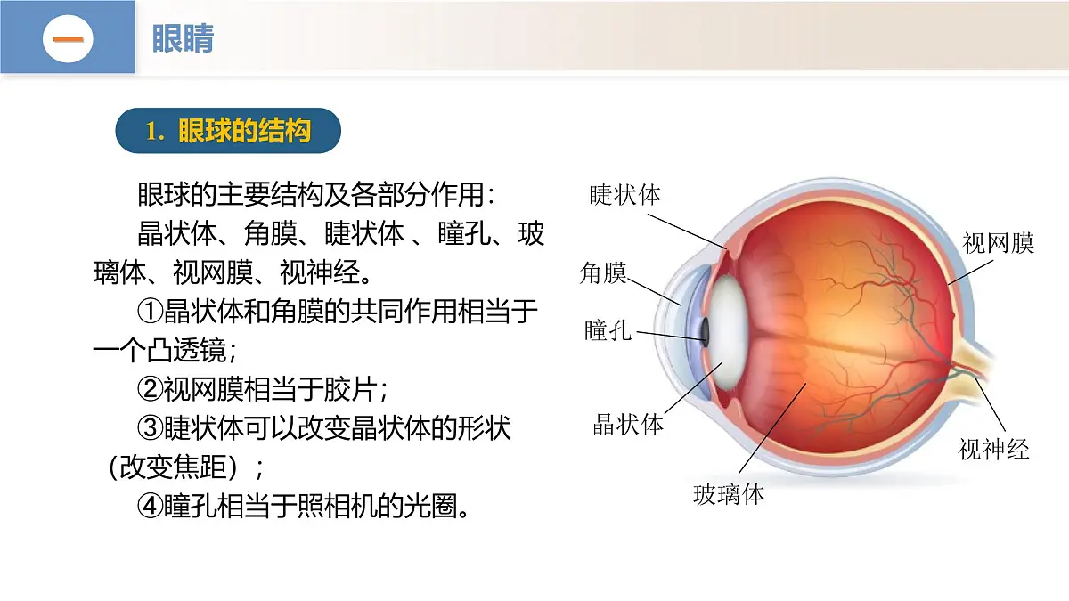 人教版2024八年级上册物理5.4 眼睛和眼镜（教学课件）第6页