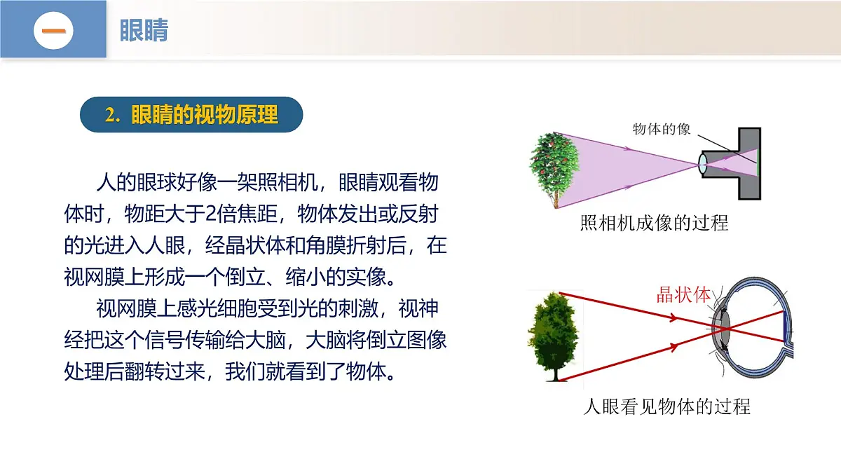 人教版2024八年级上册物理5.4 眼睛和眼镜（教学课件）第7页