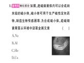 初中物理新滬科版九年級全冊第十九章中考新考向 跨學(xué)科實踐題作業(yè)課件2025秋（含答案）