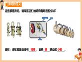 12.3 滑輪 課件 2024-2025學(xué)年物理人教版八年級下冊