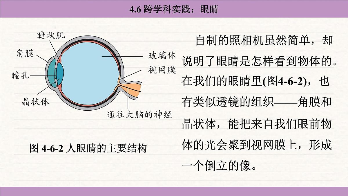 教科版（2024）八年级物理上册 4.6 跨学科实践：眼睛（课件）第8页