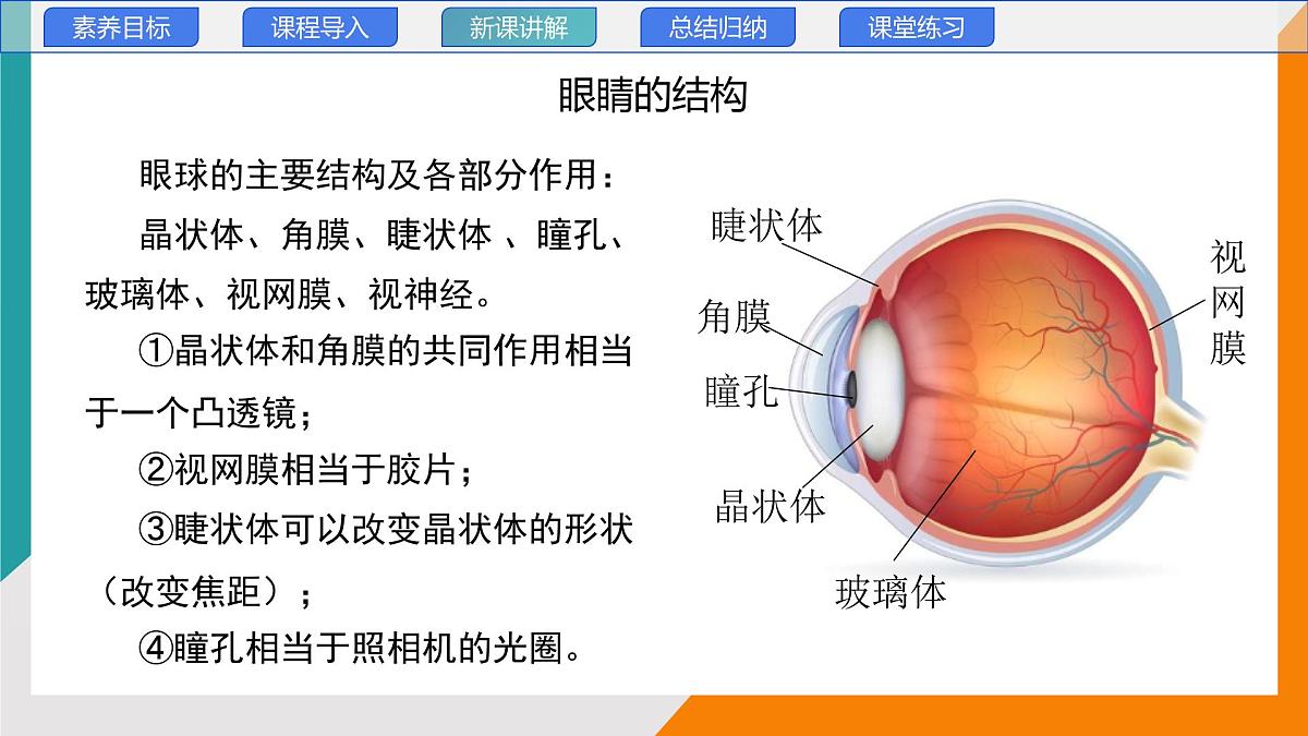 4.6 跨学科实践：眼睛(教学课件）——初中物理教科版（2024）八年级上册第5页