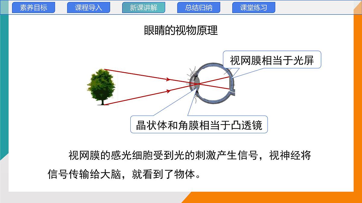 4.6 跨学科实践：眼睛(教学课件）——初中物理教科版（2024）八年级上册第6页