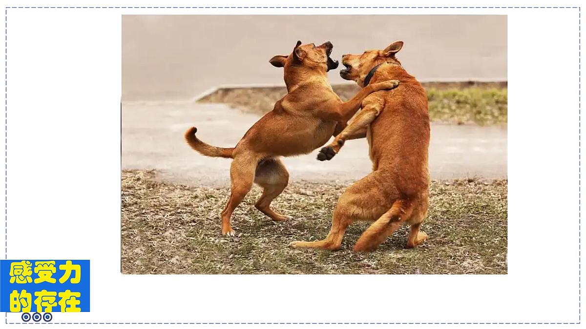 2024-2025学年苏科版物理八年级下册 7.1 力 弹力  课件第2页