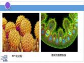 2024-2025學(xué)年蘇科版物理八年級下冊 10.1 走進(jìn)分子世界 課件 (1)