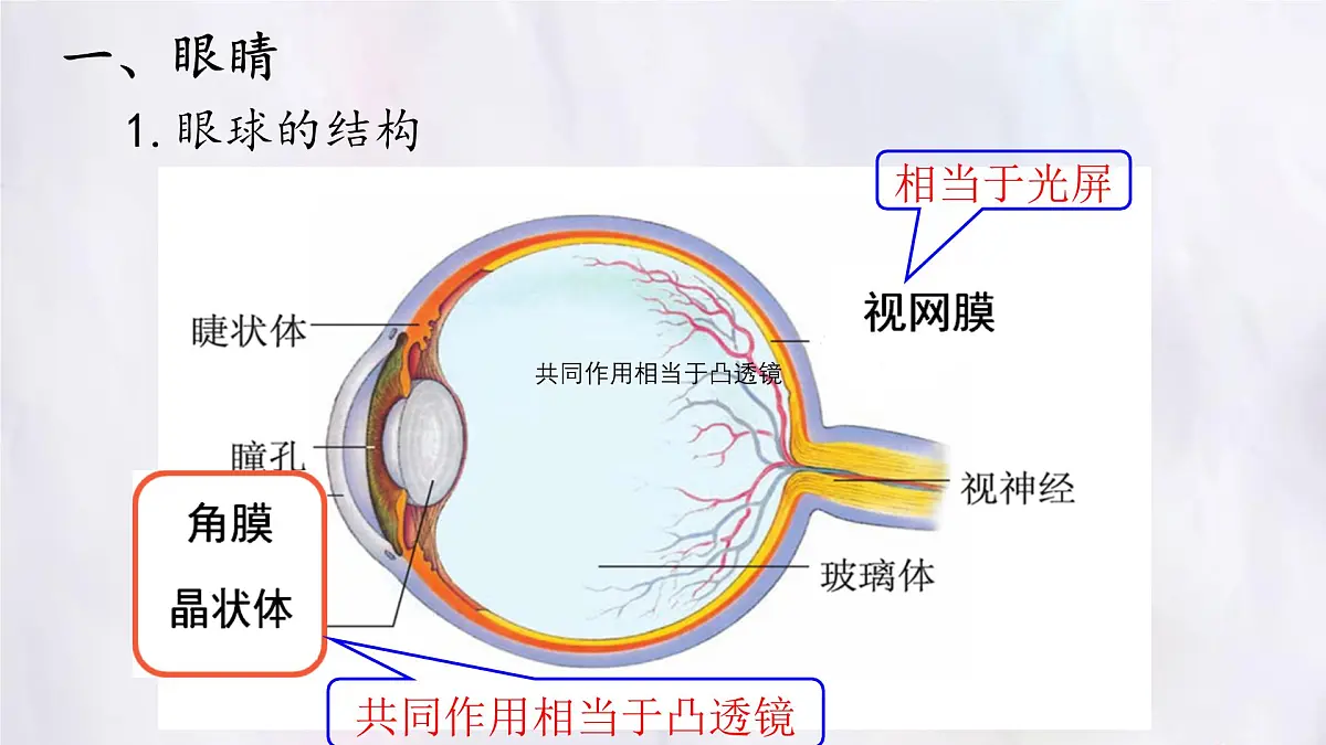 人教版物理（2024）八年级上册 5.4 眼睛和眼镜 课件第4页