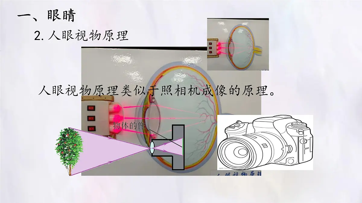 人教版物理（2024）八年级上册 5.4 眼睛和眼镜 课件第5页