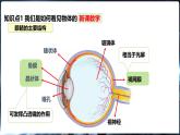 沪科版（2024）物理八年级全一册 4.3 神奇的“眼睛” （课件）