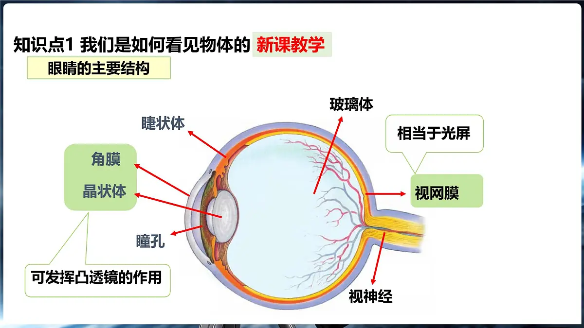 4.3 神奇的“眼睛” 第1课时眼睛及视力矫正第5页