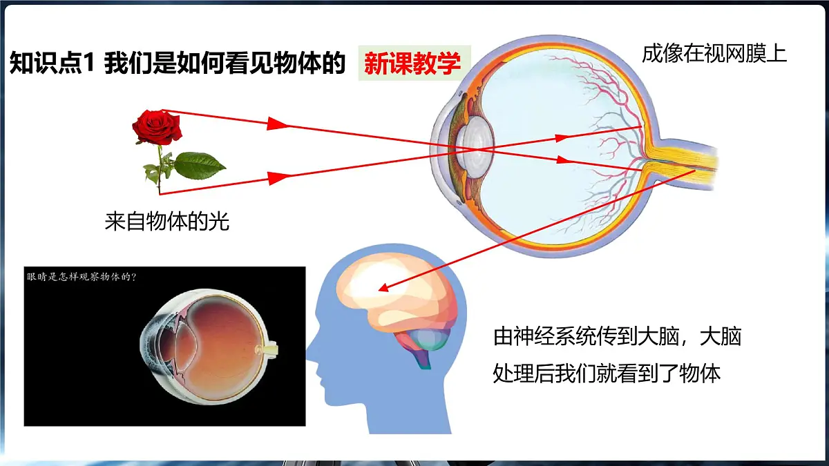 4.3 神奇的“眼睛” 第1课时眼睛及视力矫正第6页