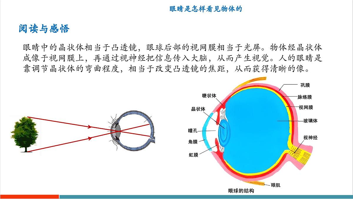 3.7 眼睛和光学仪器（同步课件）第4页