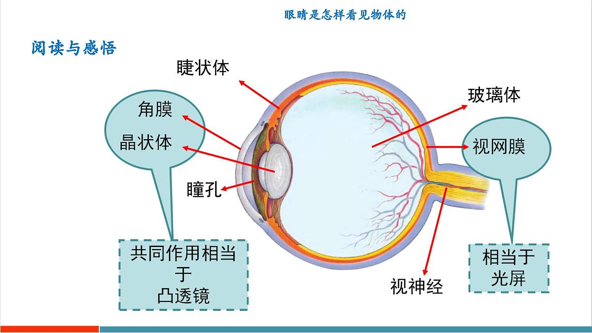 3.7 眼睛和光学仪器（同步课件）第5页