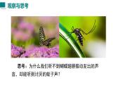2025年秋滬粵版八年級(jí)物理上冊(cè) 2.2  音調(diào)（課件）